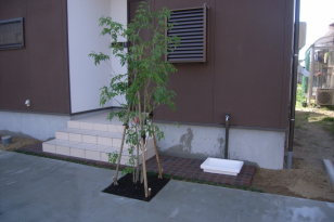 狭小スペースにシンボルツリーのアオダモを植栽