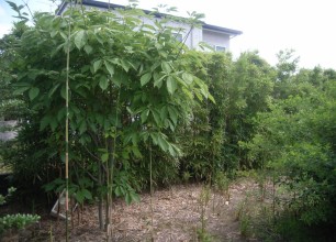 竹の生け垣の手入れ　防根シート