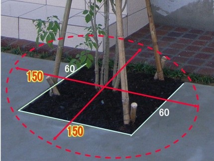 『アオダモ』の植栽
駐車場の広さの関係から、６０ｃｍ×６０ｃｍの大きさの植栽枠ですが、下に根が張りやすいように土間コンクリートの下１ｍ５０ｃｍ四方に、土壌改良剤を敷きこみました。狭小地の植栽には有効です。
