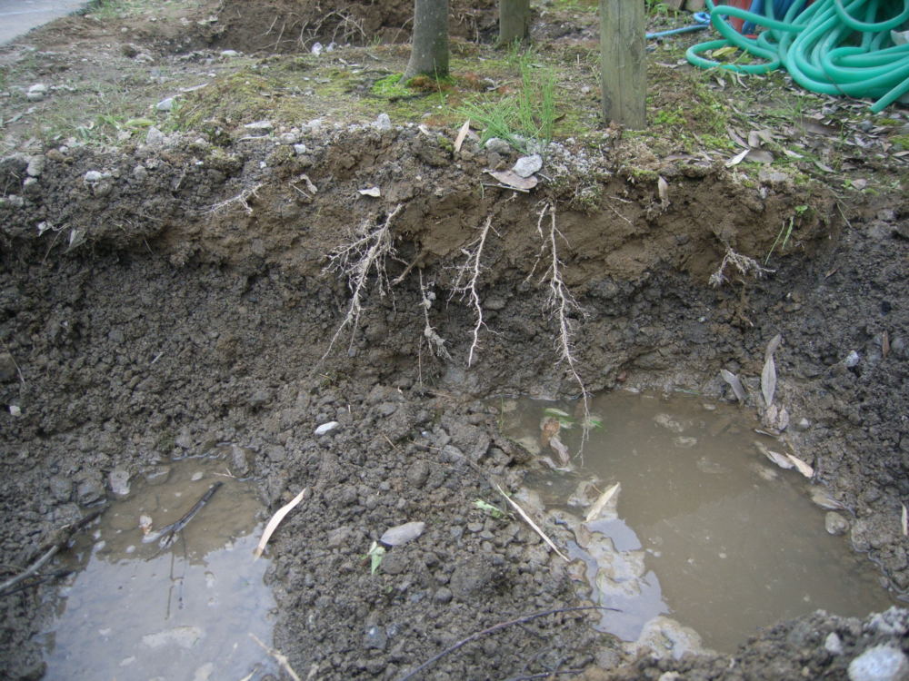 地面の水はけが悪く樹木の根腐れが起きていました。地面を掘り返すと地下水が見えます。
