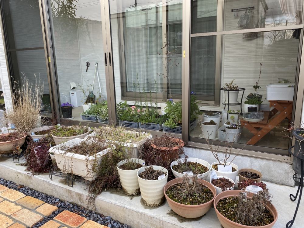 春を待つ植物たち。