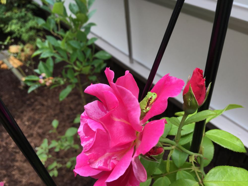 フレンチローズ　ギーサヴォア
四季咲きでよく香ります。
花色はカーディナルパープルの地に、濃い目のピンク・モーヴと薄いピンクの縞が入ります。
病気に強く、育てやすいバラです。