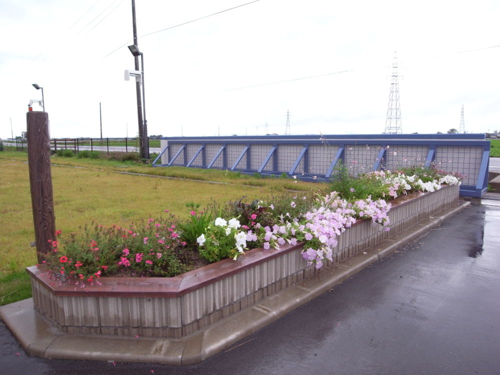 工場入口側の花壇は一年草を中心に季節感を感じられる花壇になりました。