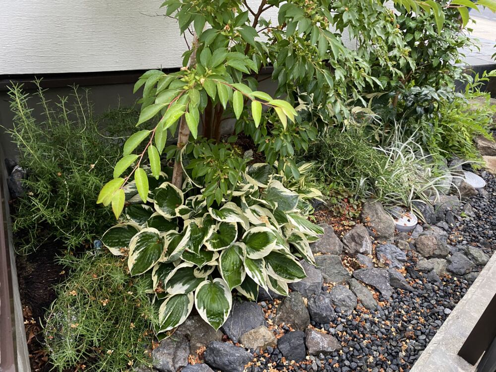 日陰の植物