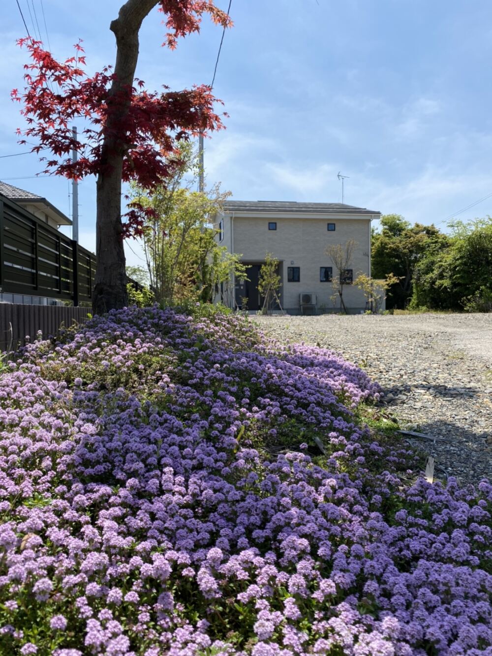 9ヵ月後。綺麗に咲いている紫色の花はタイムです。