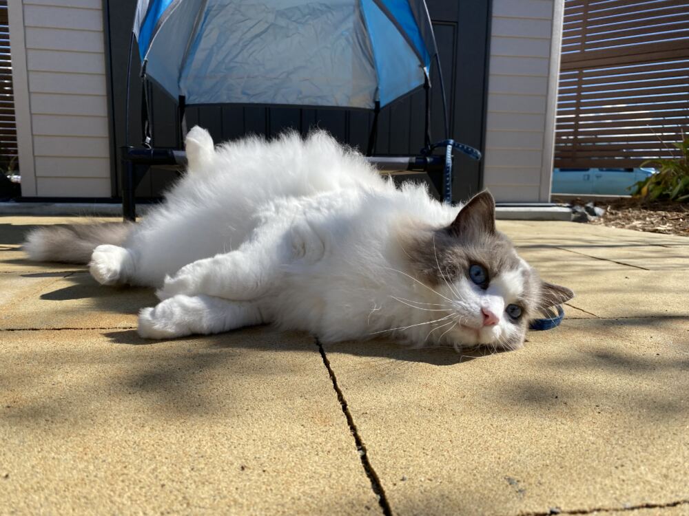 テラスはねこちゃんの日向ぼっこスペースです。