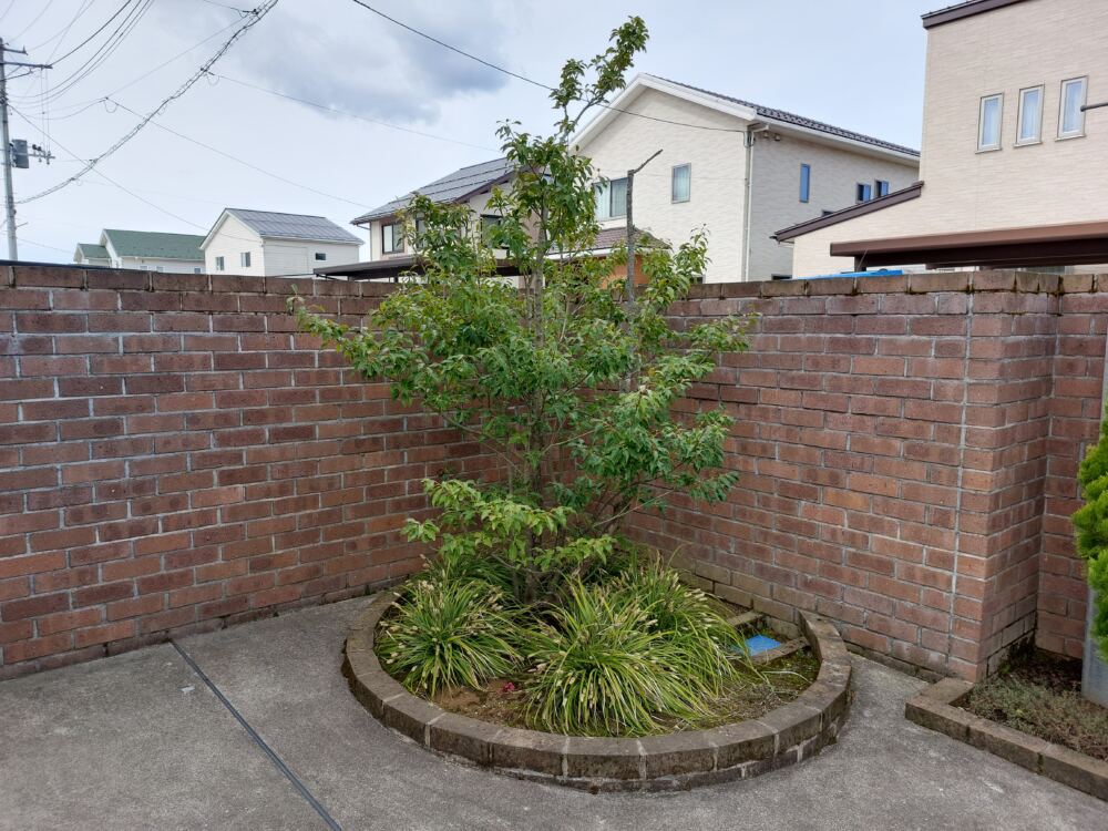既存の円形花壇。水はけが悪く元気のない植物。