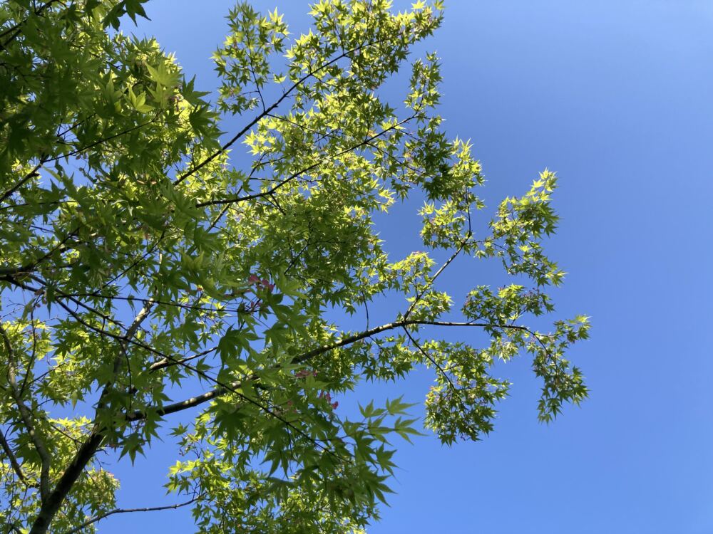 空を見上げると、春らしい、柔らかな緑と青のコントラスト。
紅葉の季節も楽しみです。