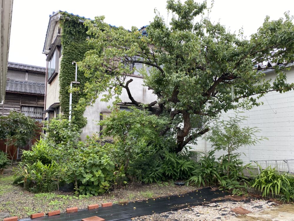 奥の方に行くにつれ植物が混み合い、手入れが大変な状況でした。
池があるのですが見えません。