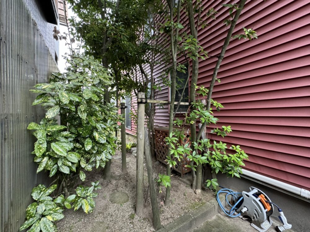 シラカシやキョウチクトウなど、お庭の入口の樹も大きくなっていました。