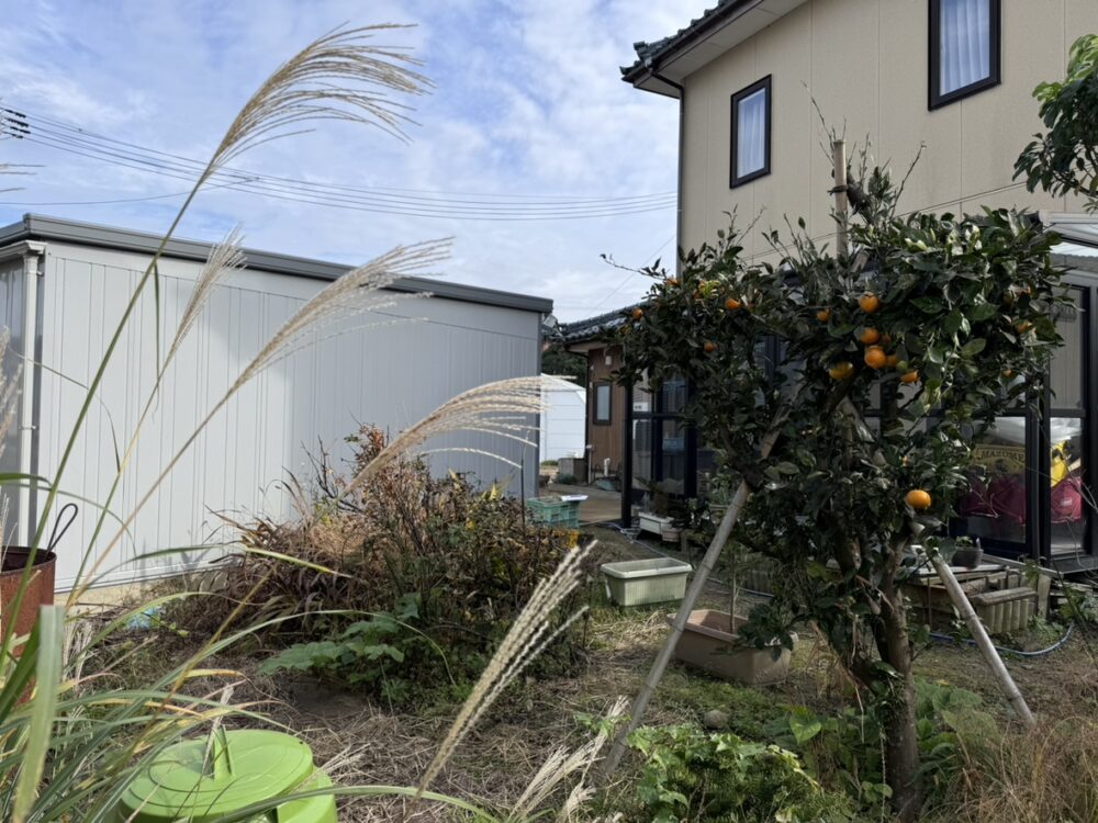 植木鉢や集められた植物が多くなっていき、お手入れが難しくなってきました。
