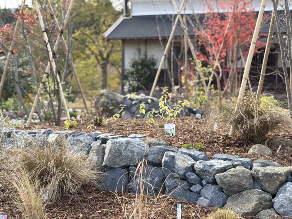 石積みで高さのある植栽スペースにはヤマモミジなどの落葉樹の他、パンパスグラスやアスチルベ、ベロニカストラムなど高さを楽しむ見ごたえのある植栽。
石積みの足元にはグラス類を植栽、駐車場と自然に繋がります。